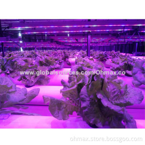Hydroponic LED plant grow lamp 30W COB for indoor vegetable/fruits growing-lettuce, cucumber, pepper